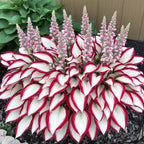 Premium Rare Hosta Seeds-Shade-Tolerant Plant