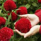 Cockscomb Celosia Seeds