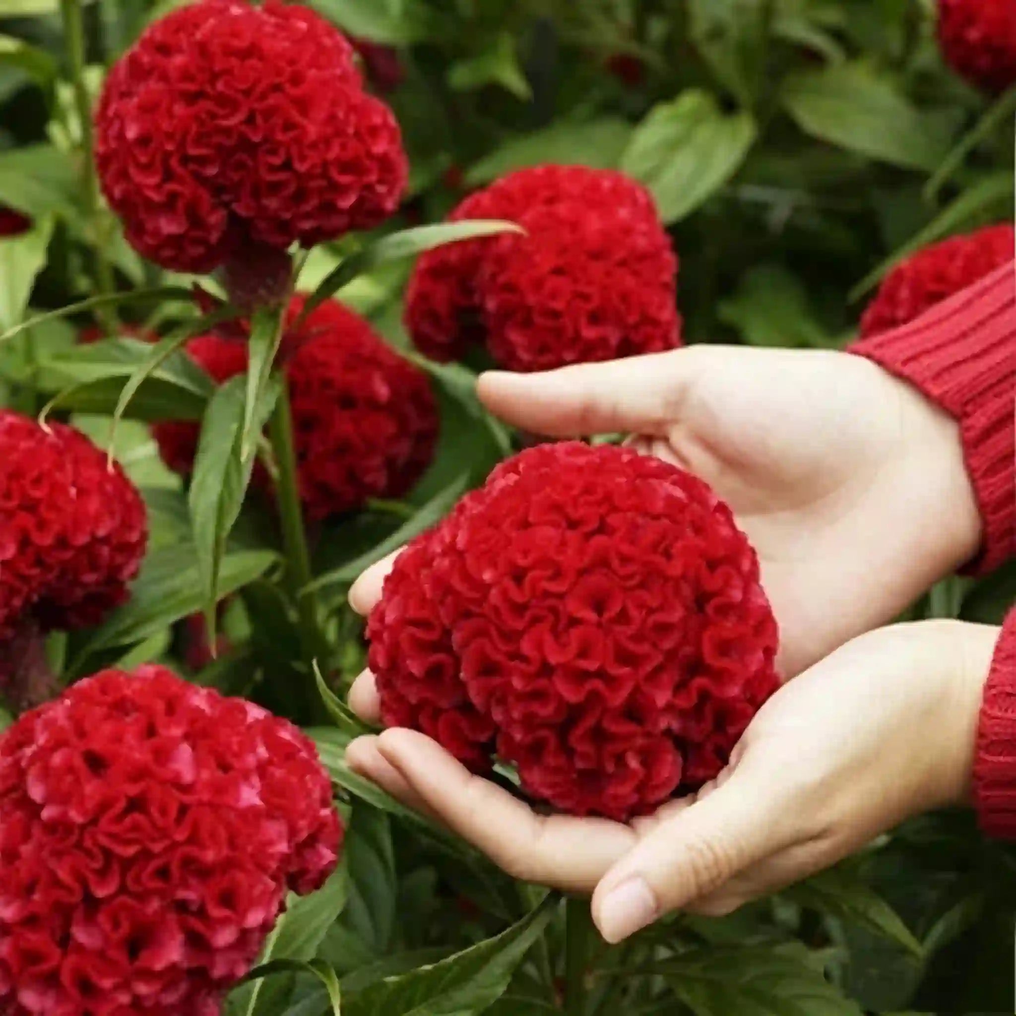 Cockscomb Celosia Seeds