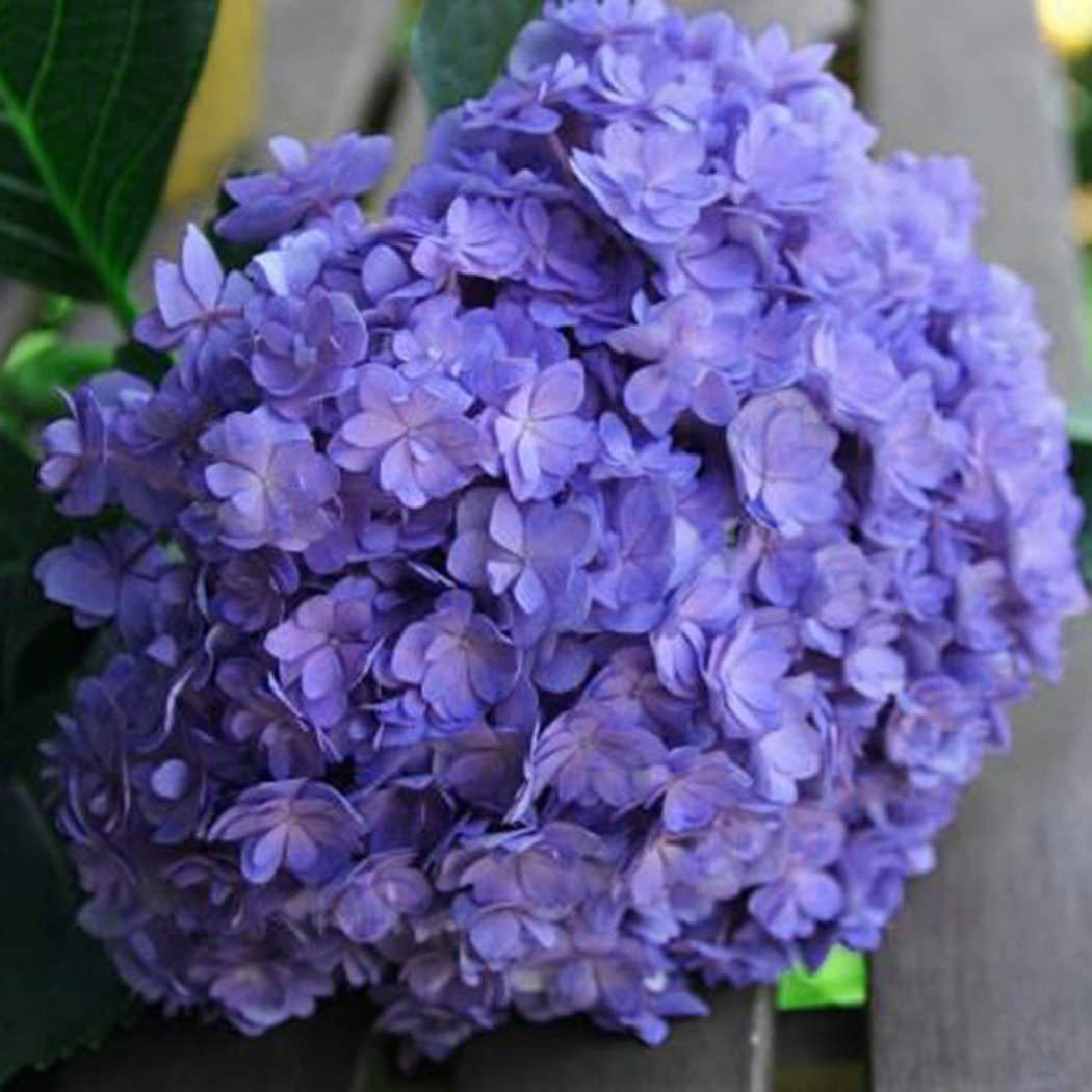 Hydrangea Seed - Unlock Nature's Beauty