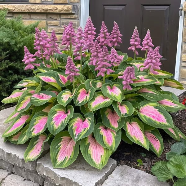 Premium Rare Hosta Seeds-Shade-Tolerant Plant