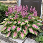Premium Rare Hosta Seeds-Shade-Tolerant Plant