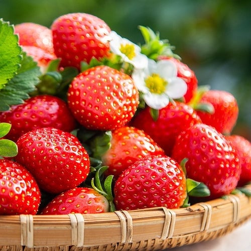 All-Year-Round Strawberry Seeds