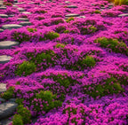 Creeping Thyme Seeds for Four Seasons