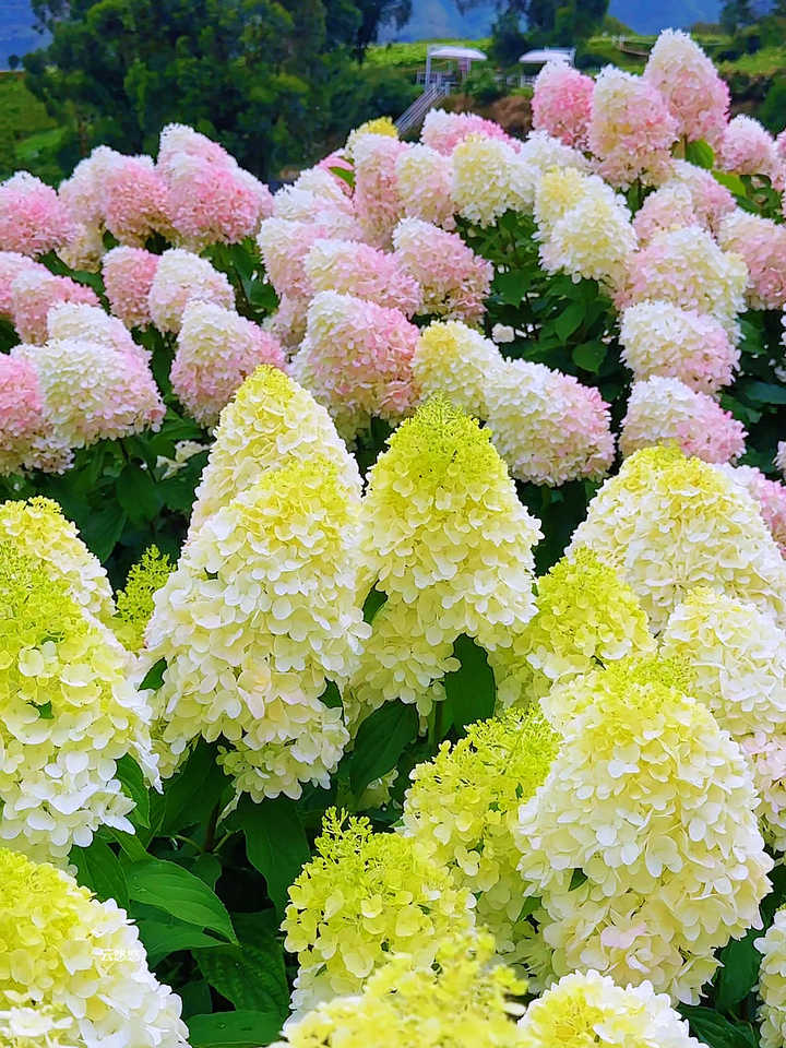 Panicle Hydrangea Flowers Seeds