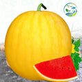 🍉Ruby Watermelon Pot Seeds