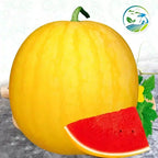 🍉Ruby Watermelon Pot Seeds