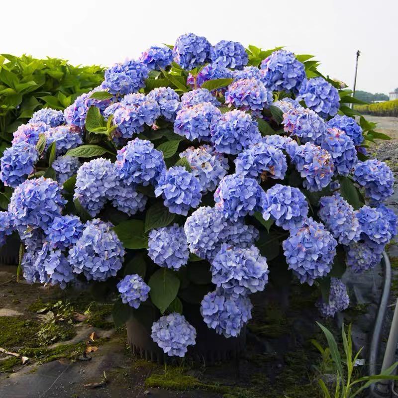 Hydrangea Seed - Unlock Nature's Beauty