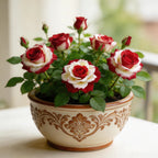 Rare Twin Red White Rose Flower Seeds for Planting - Captivating Blooms Non GMO