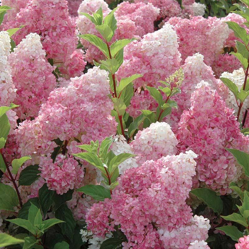 Panicle Hydrangea Flowers Seeds