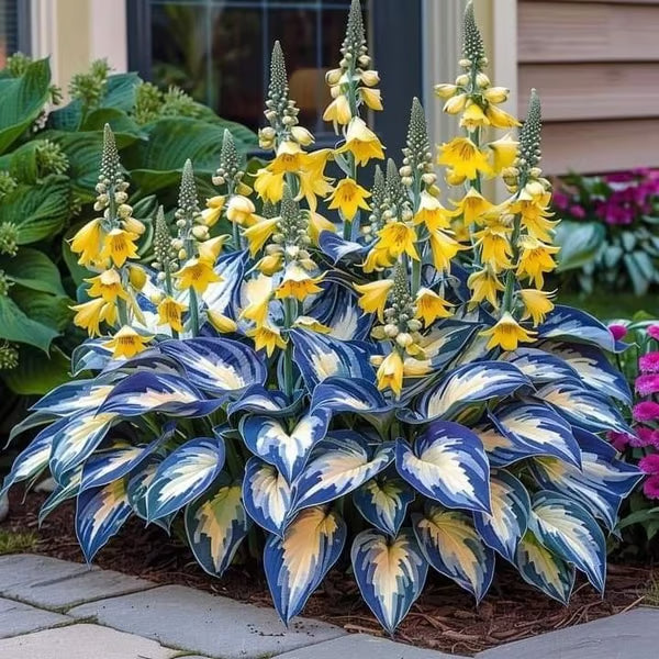 Premium Rare Hosta Seeds-Shade-Tolerant Plant