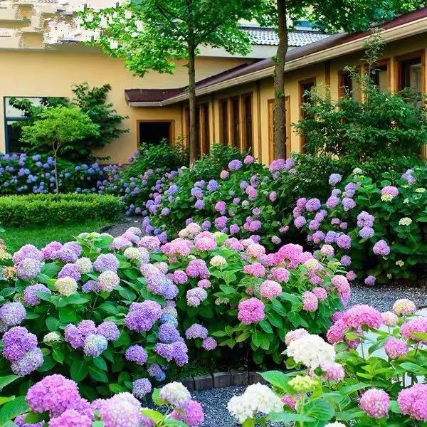 Hydrangea Seed - Unlock Nature's Beauty