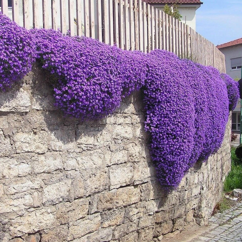 Creeping Thyme Seeds for Four Seasons