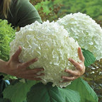 Hydrangea Seed - Unlock Nature's Beauty