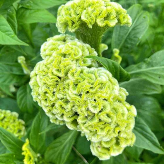 Cockscomb Celosia Seeds