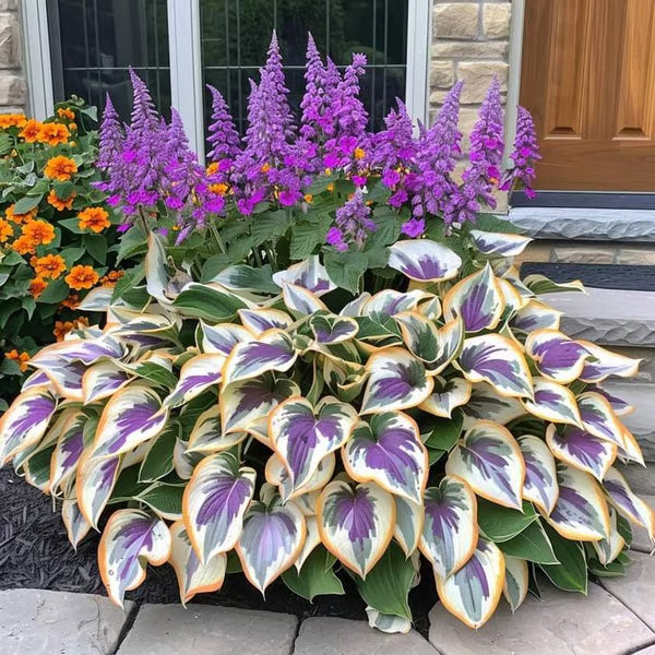 Premium Rare Hosta Seeds-Shade-Tolerant Plant