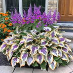 Premium Rare Hosta Seeds-Shade-Tolerant Plant