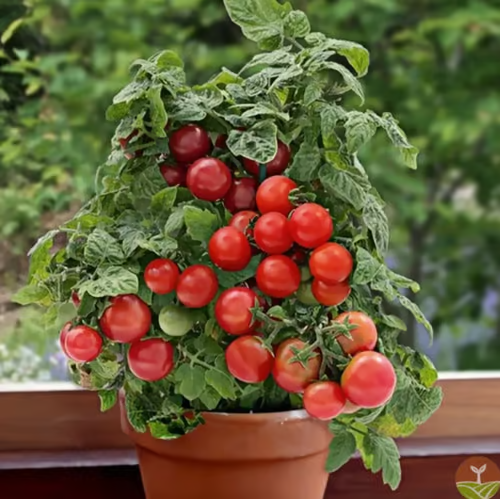 Potted Dwarf Tomato Seeds