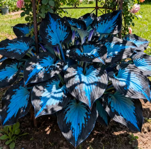 Premium Rare Hosta Seeds-Shade-Tolerant Plant