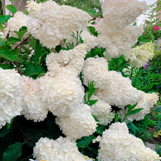 Panicle Hydrangea Flowers Seeds