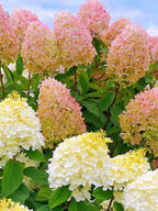Panicle Hydrangea Flowers Seeds
