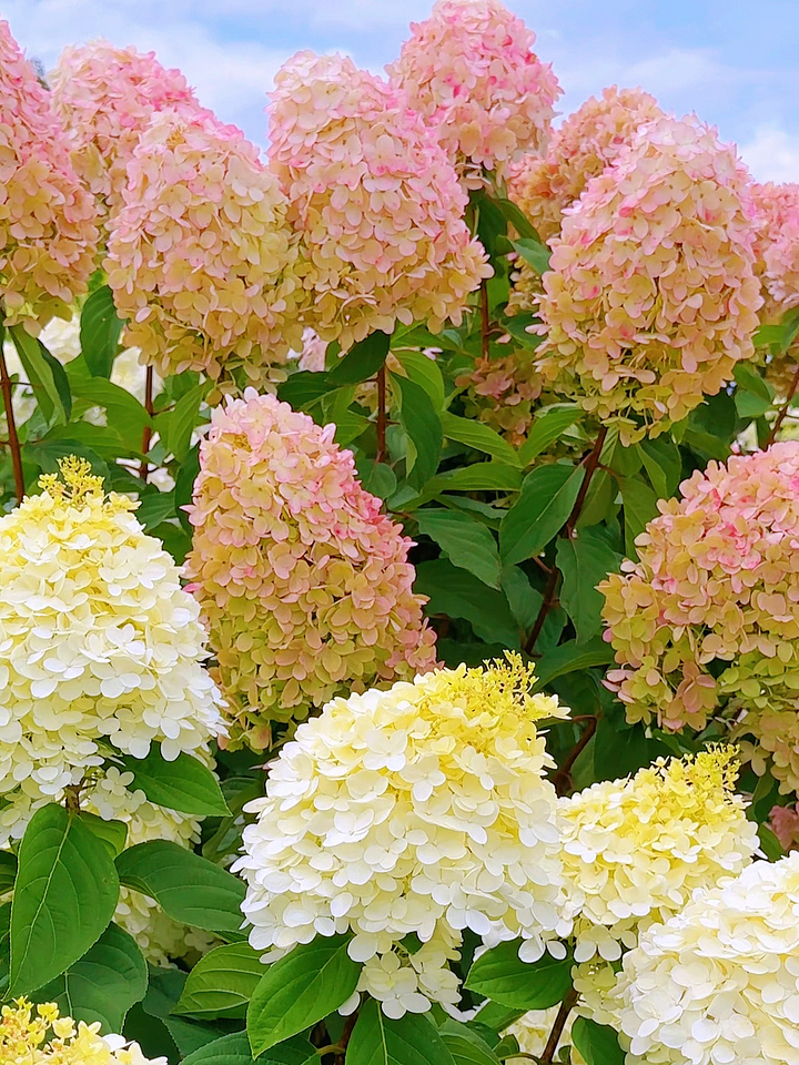 Panicle Hydrangea Flowers Seeds