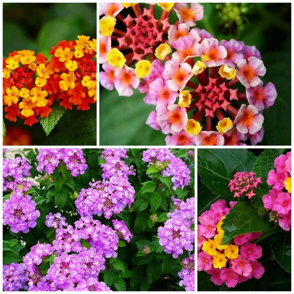 12 Piece Lantana Trio