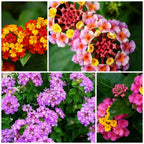 12 Piece Lantana Trio