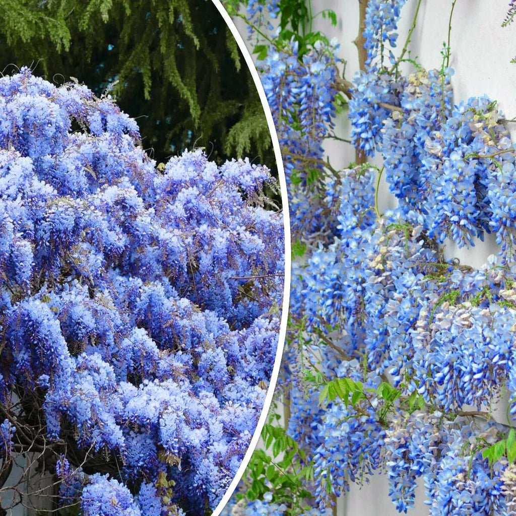 The Queen Of Flowers—Wisteria Flower Seeds