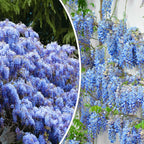 The Queen Of Flowers—Wisteria Flower Seeds