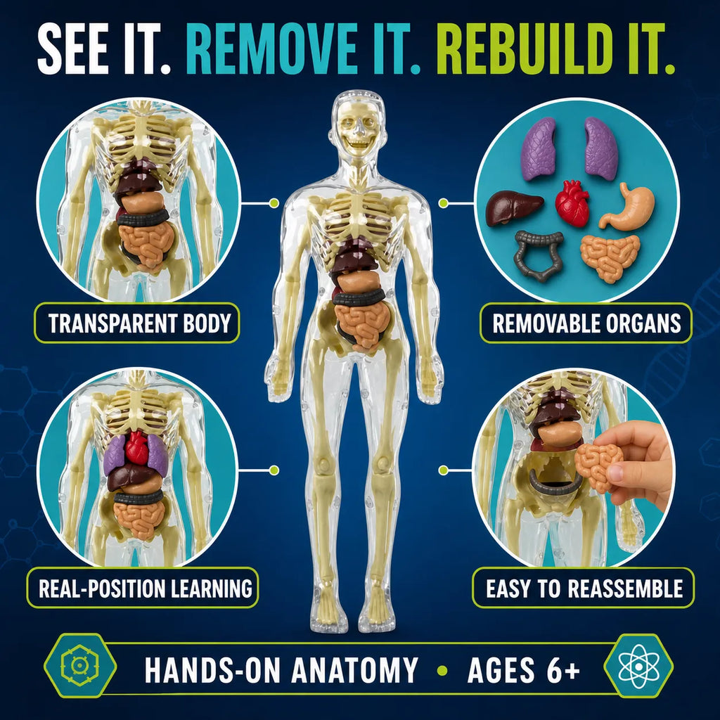 Transparent Human Anatomy Model