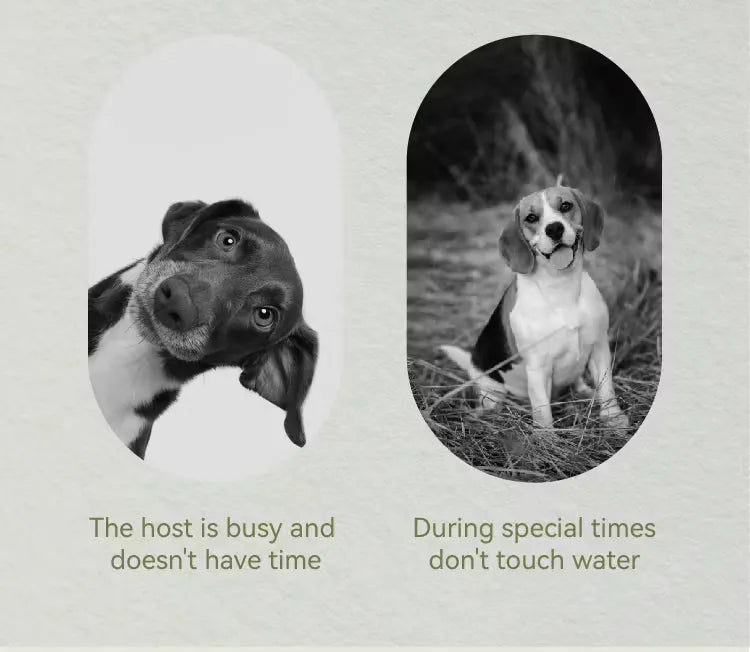 No-Rinse Pet Cleansing Essence (Jelly Cups)