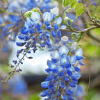 The Queen Of Flowers—Wisteria Flower Seeds