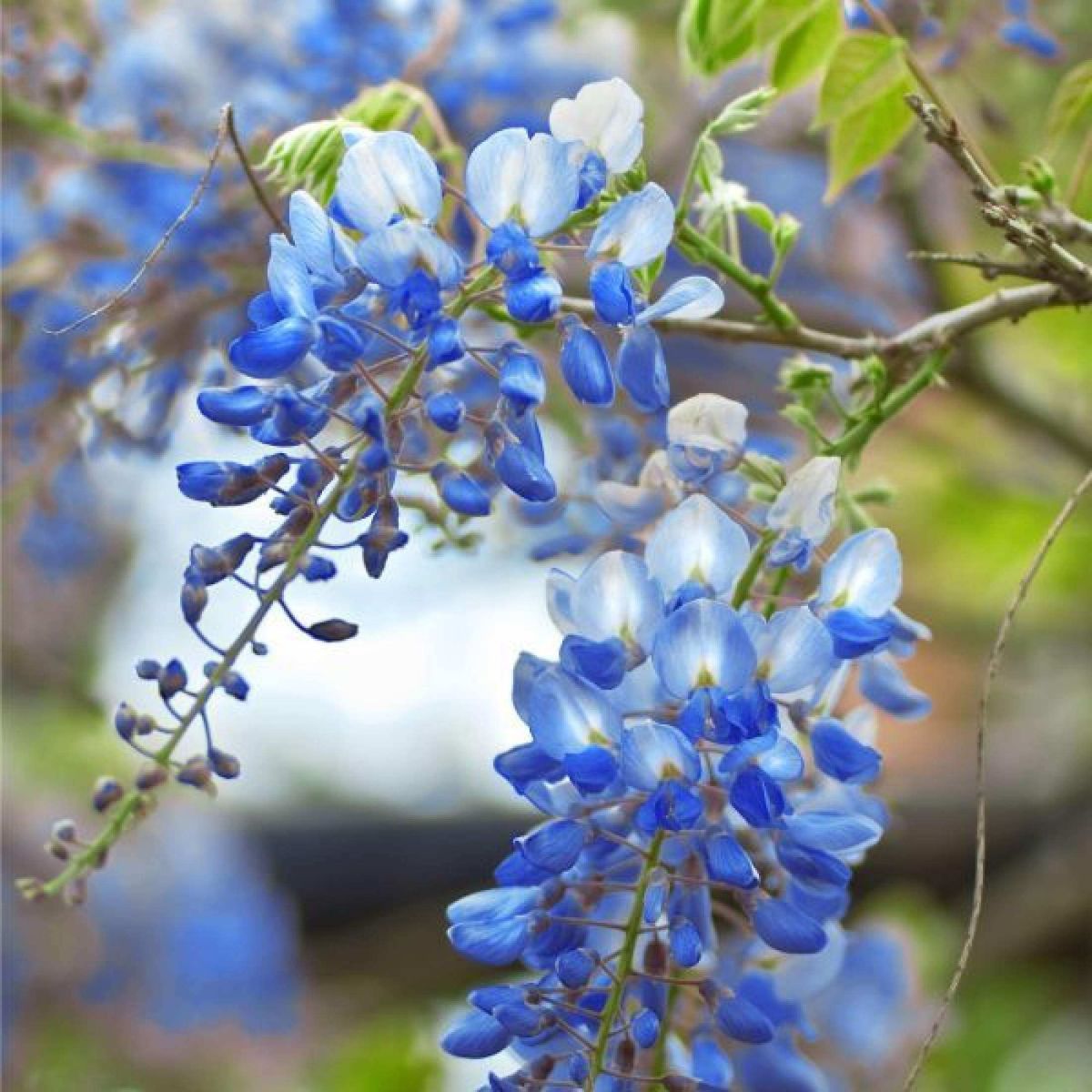 The Queen Of Flowers—Wisteria Flower Seeds