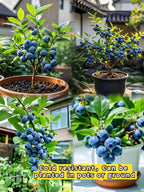 King of Berries - Giant Blueberry Fruit Seeds - Four Seasons Plants