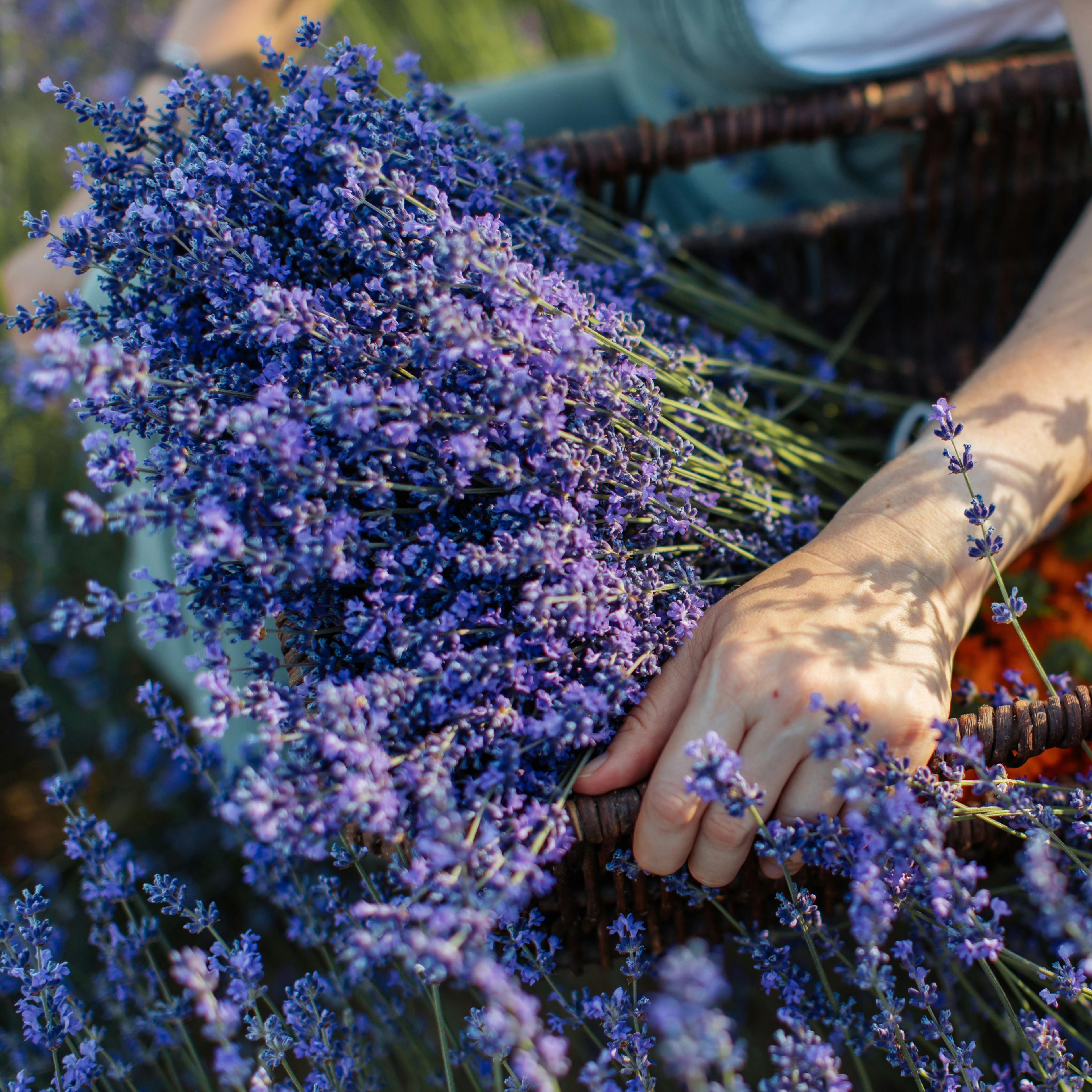 Lavender Seeds - Grow Your Own Lavender Garden