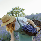 Lavender Seeds - Grow Your Own Lavender Garden