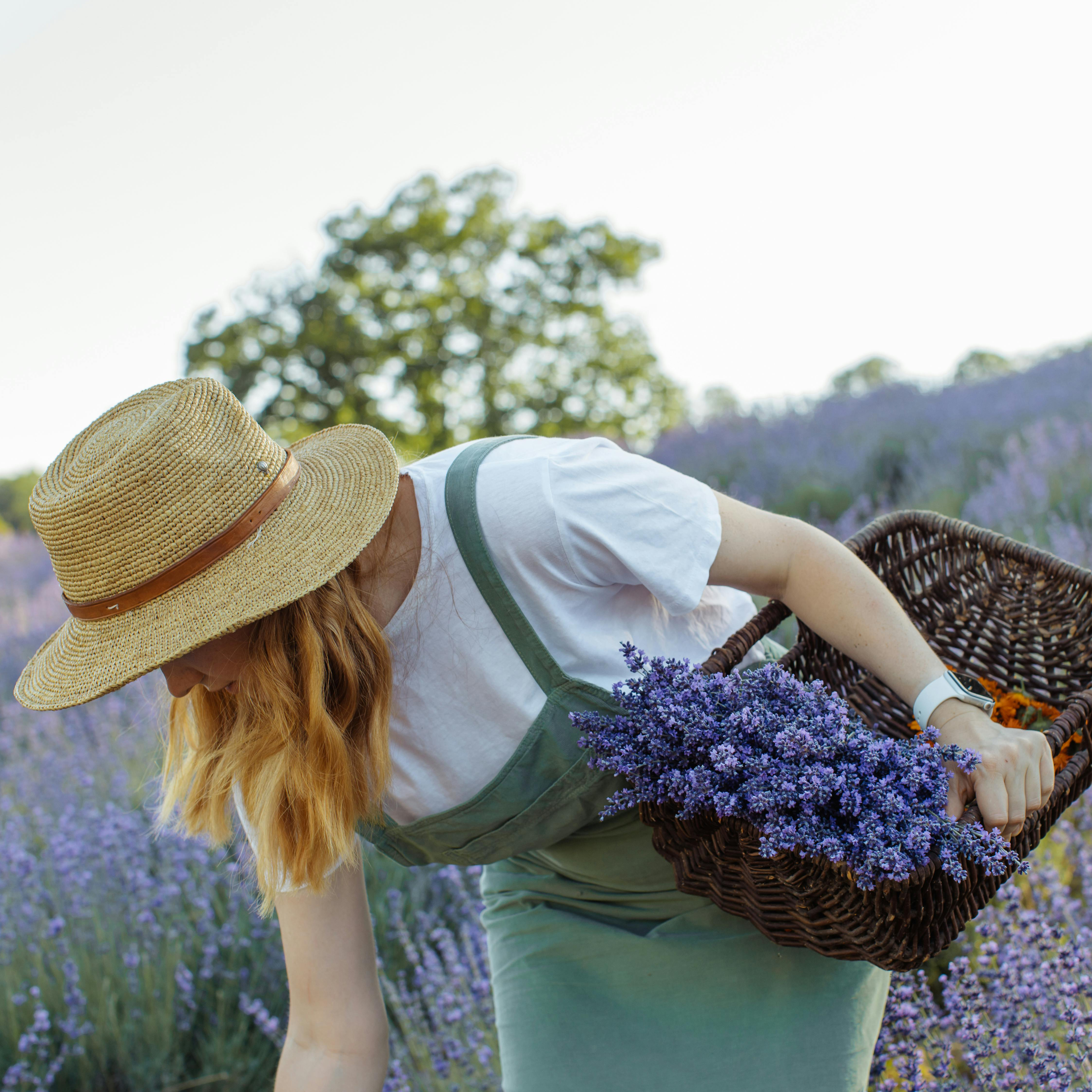 Lavender Seeds - Grow Your Own Lavender Garden