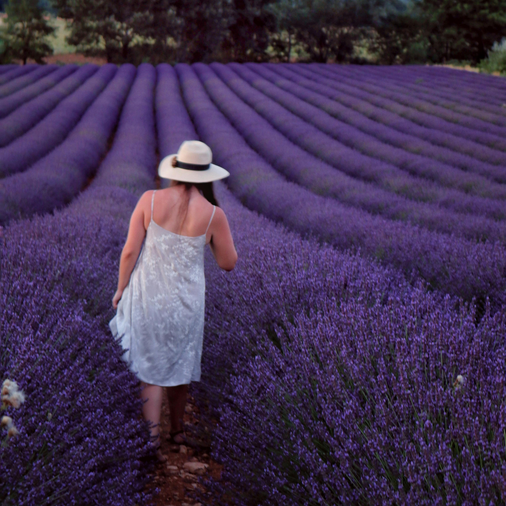 Lavender Seeds - Grow Your Own Lavender Garden