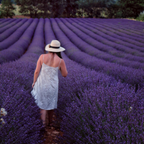 Lavender Seeds - Grow Your Own Lavender Garden