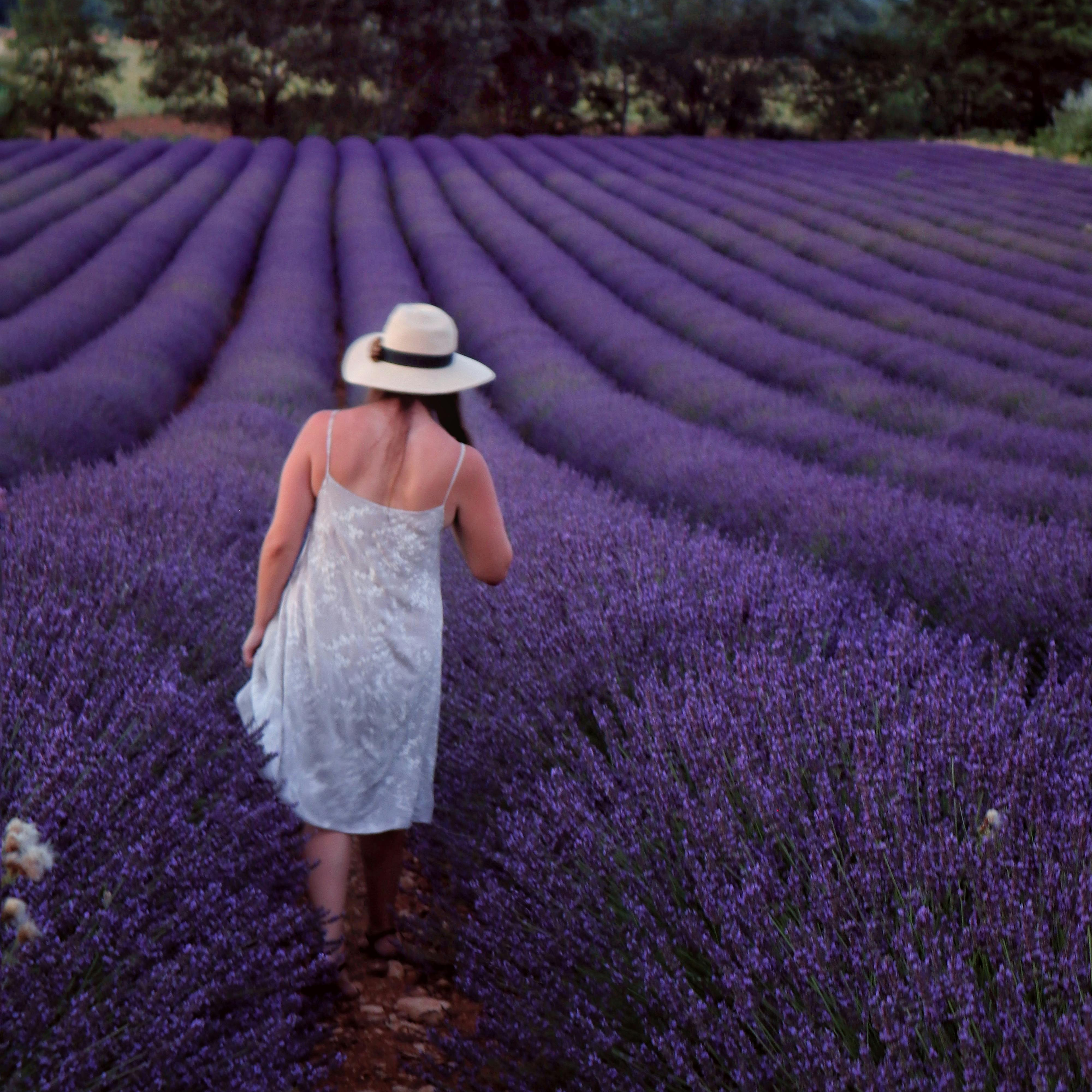 Lavender Seeds - Grow Your Own Lavender Garden