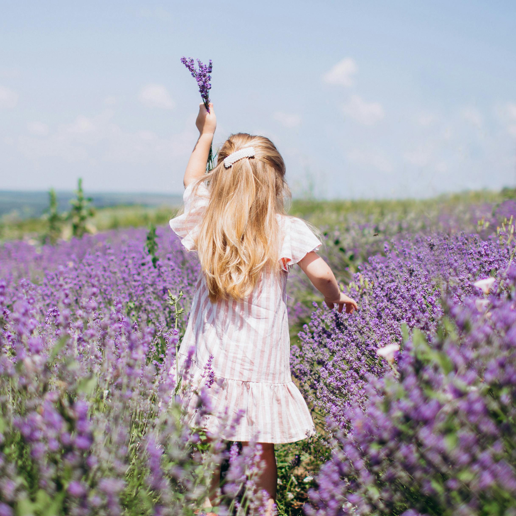Lavender Seeds - Grow Your Own Lavender Garden