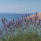 Lavender Seeds - Grow Your Own Lavender Garden