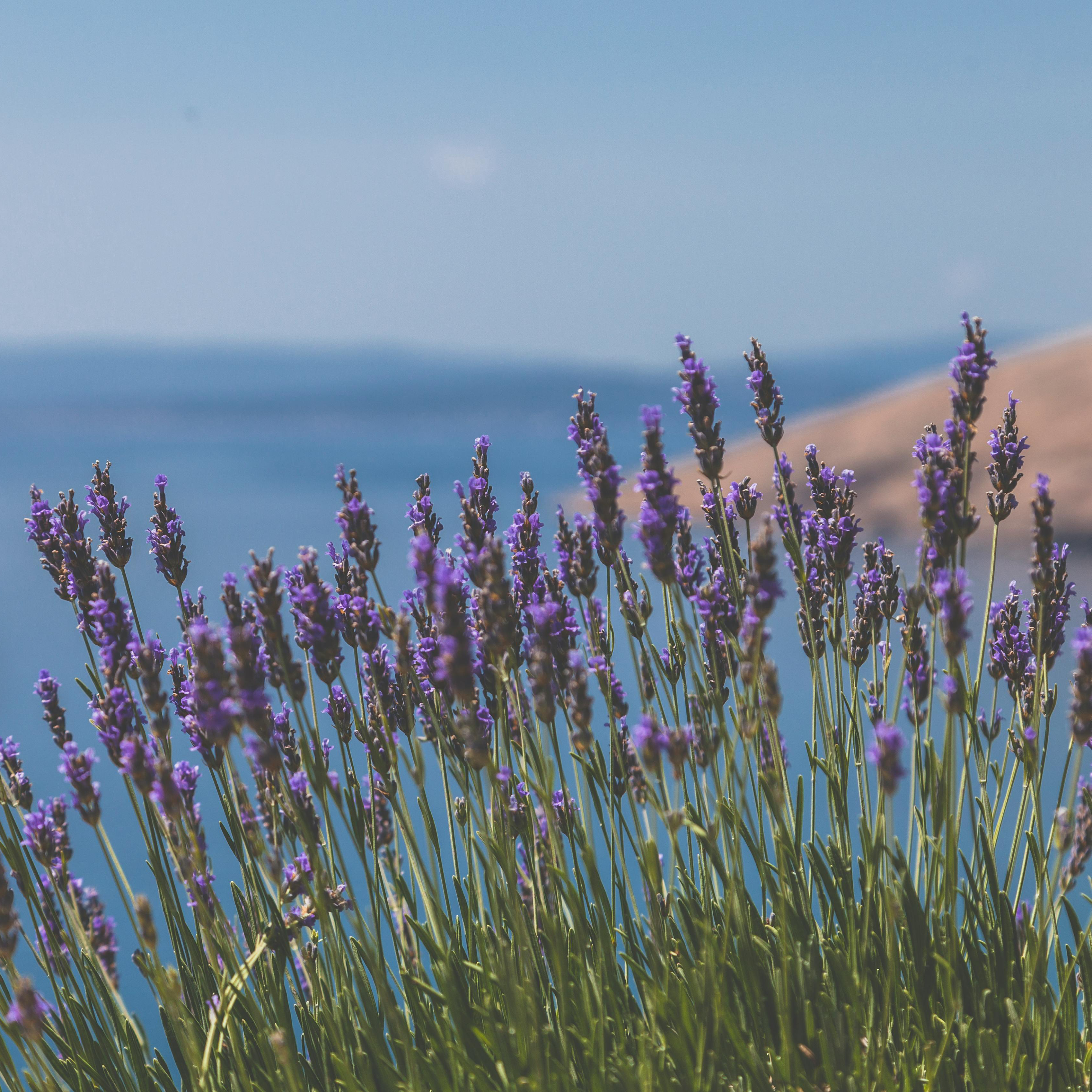 Lavender Seeds - Grow Your Own Lavender Garden