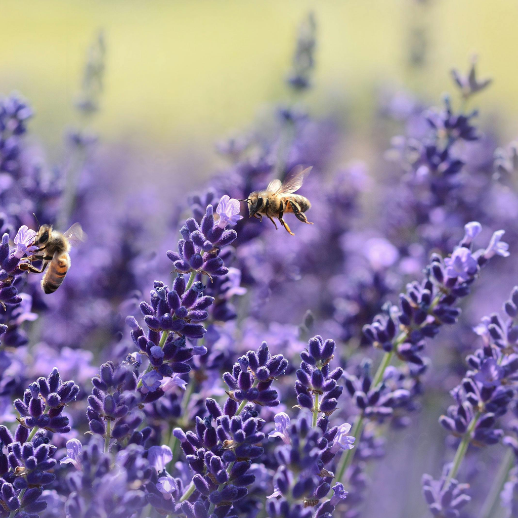 Lavender Seeds - Grow Your Own Lavender Garden