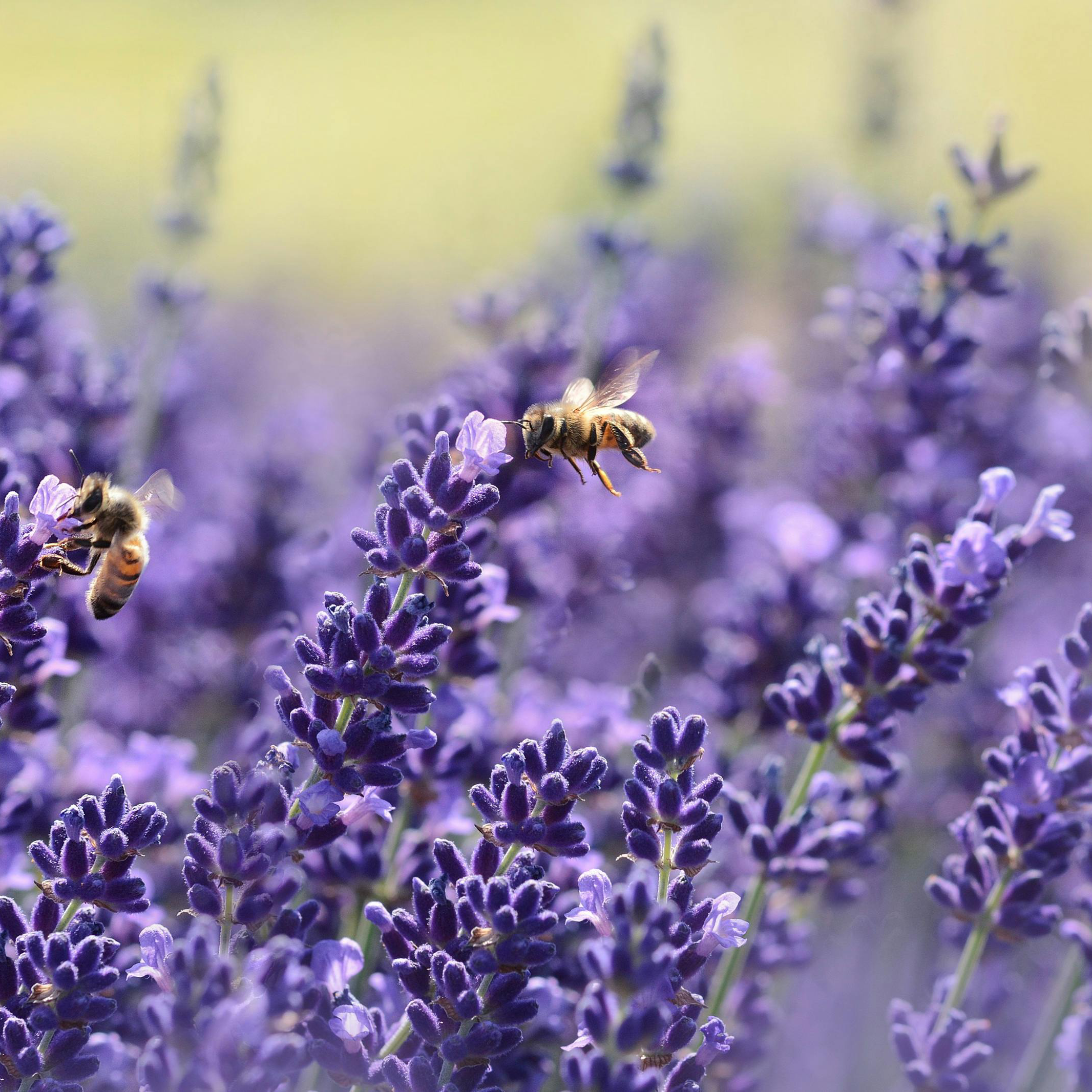 Lavender Seeds - Grow Your Own Lavender Garden