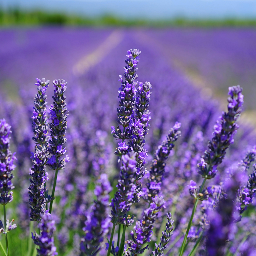 Lavender Seeds - Grow Your Own Lavender Garden