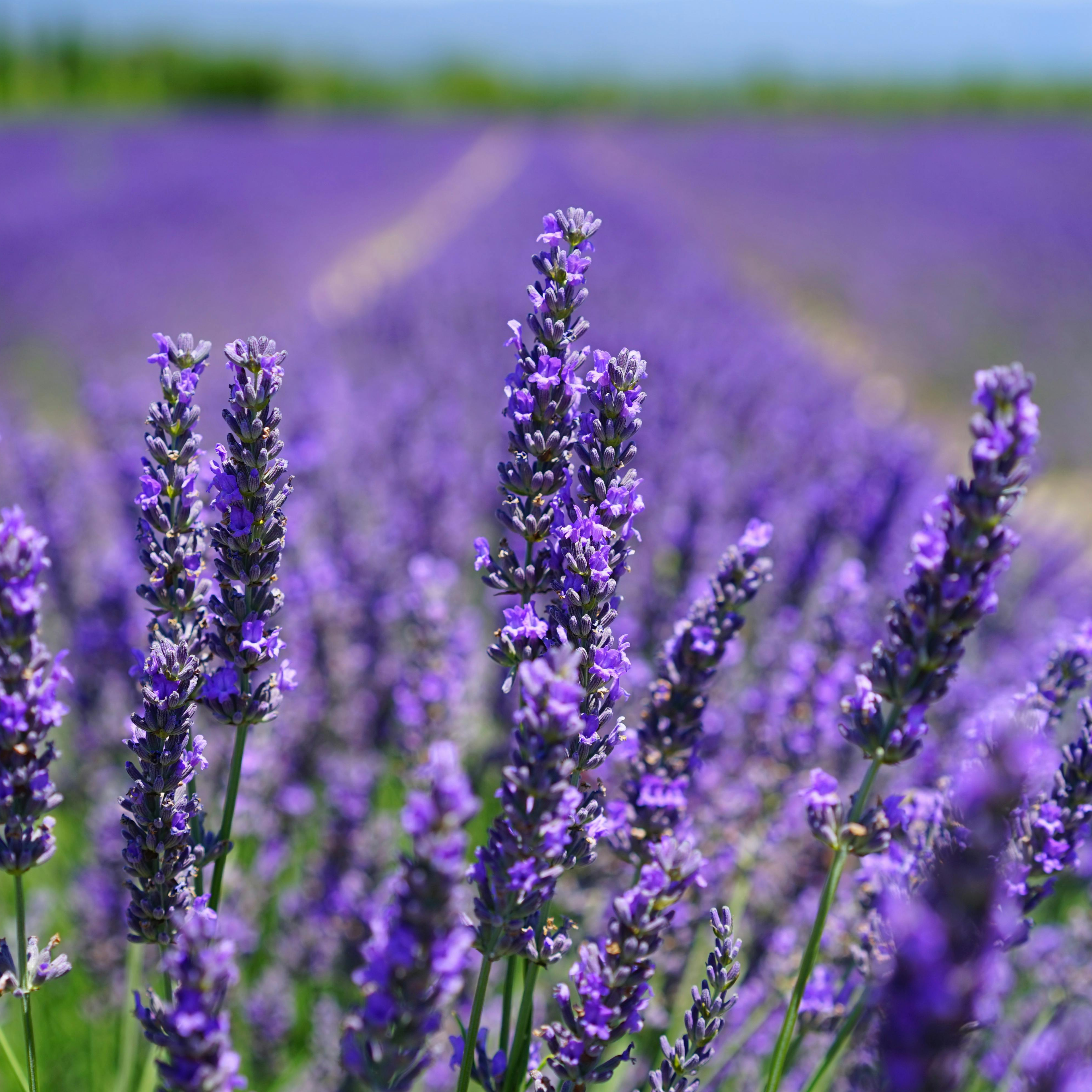 Lavender Seeds - Grow Your Own Lavender Garden