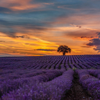 Lavender Seeds - Grow Your Own Lavender Garden