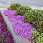 Creeping Phlox Homegrown Seeds